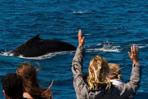Swim With Whale Sharks- The Largest Fish In The World! - Lismore Accommodation 32