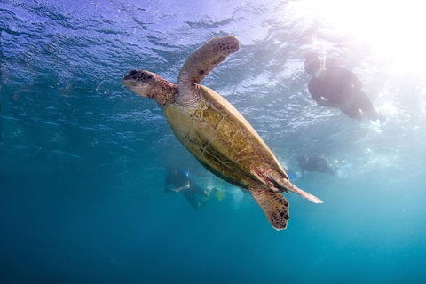 Swim With Whale Sharks- The Largest Fish In The World! - Lismore Accommodation 27