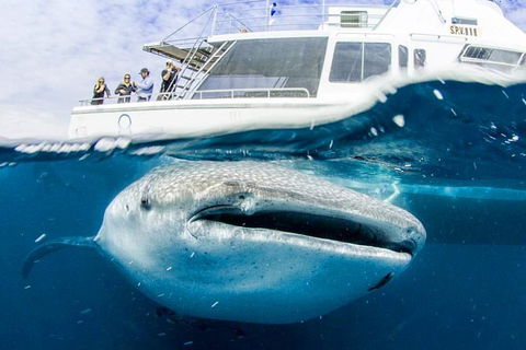 Swim With Whale Sharks- The Largest Fish In The World! - Lismore Accommodation 34