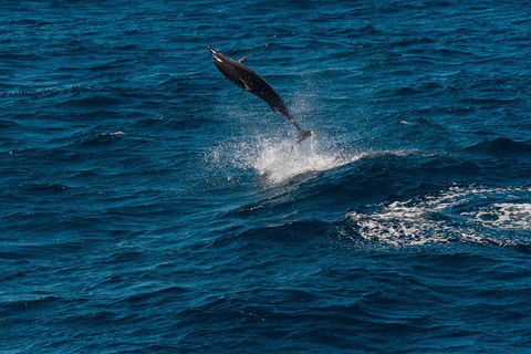 Swim With Whale Sharks- The Largest Fish In The World! - Lismore Accommodation 31