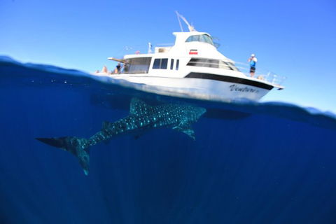 Swim With Whale Sharks- The Largest Fish In The World! - Lismore Accommodation 26