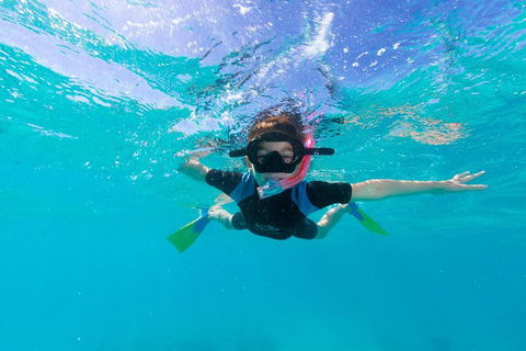 Swim With Whale Sharks- The Largest Fish In The World! - Lismore Accommodation 19