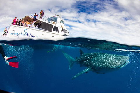 Swim With Whale Sharks- The Largest Fish In The World! - Lismore Accommodation 35