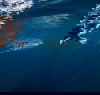 Deluxe WhaleShark Swim Tour on the Ningaloo Reef from Exmouth - Lismore Accommodation
