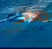 Swim with Whale Sharks - Ningaloo Reef - 3 Islands Whale Shark Dive - Lismore Accommodation