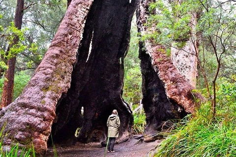 Albany Southwest Wilderness Day Tour - Fly From Perth - Lismore Accommodation 7