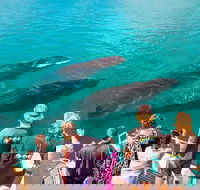 Humpback Whale Sunset Cruise - Lismore Accommodation