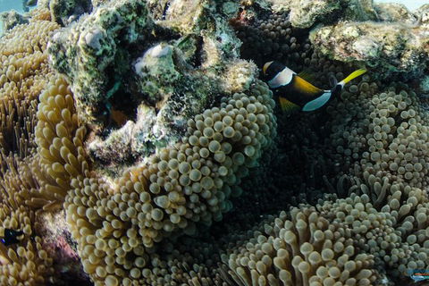 Muiron Island Dive & Snorkel Tour - Lismore Accommodation 0