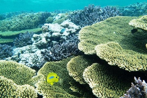 Abrolhos Islands Scenic Flight & Snorkel Adventure From Perth - Lismore Accommodation 3