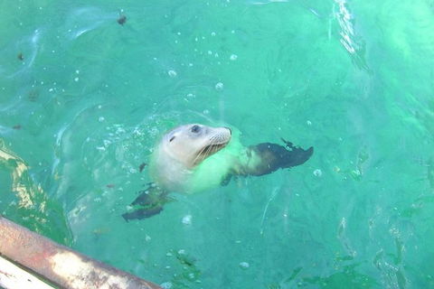 Abrolhos Islands Scenic Flight & Snorkel Adventure From Perth - Lismore Accommodation 4