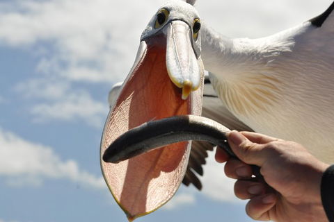 Kalgan Queen Scenic Cruises A Four Hour Sheltered Water Wildlife Tour Daily Fun. - Lismore Accommodation 5