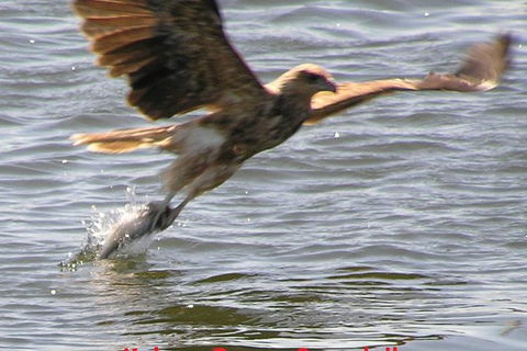 Kalgan Queen Scenic Cruises A Four Hour Sheltered Water Wildlife Tour Daily Fun. - Lismore Accommodation 6