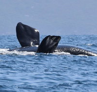 3 Hour Winter Whale Safari May - Oct around King George Sound - Lismore Accommodation