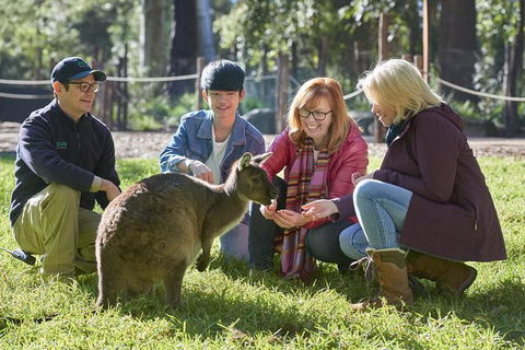 Australian Wildlife Experience At Healesville Sanctuary - Lismore Accommodation 0