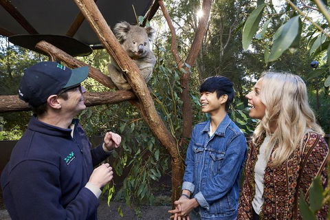 Australian Wildlife Experience At Healesville Sanctuary - Lismore Accommodation 1