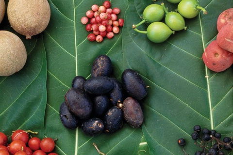 AUSTRALIAN NATIVE FOOD TOUR From Melbourne - Lismore Accommodation 0