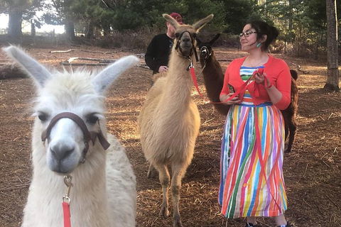 Unguided Family Llama Walk - Lismore Accommodation 1
