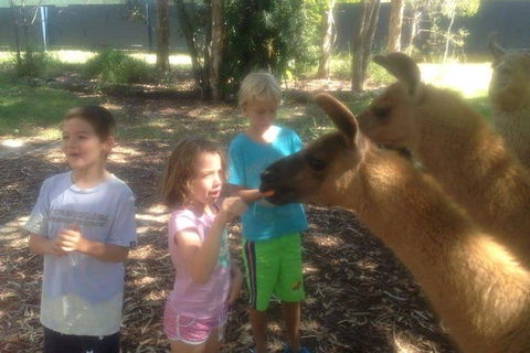 Unguided Family Llama Walk - Lismore Accommodation 0
