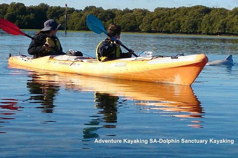 Adelaide Dolphin Sanctuary And Ships Graveyard Kayak Tour - Lismore Accommodation 0