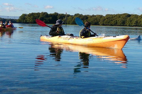 Adelaide Dolphin Sanctuary And Ships Graveyard Kayak Tour - Lismore Accommodation 3
