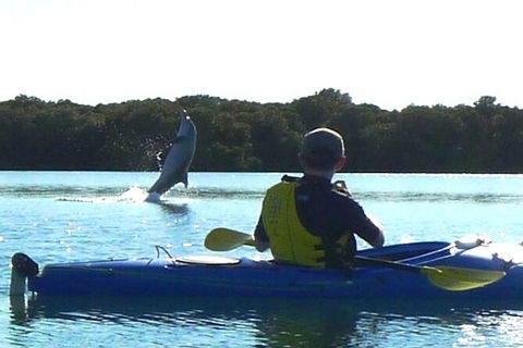 Adelaide Dolphin Sanctuary And Ships Graveyard Kayak Tour - Lismore Accommodation 2