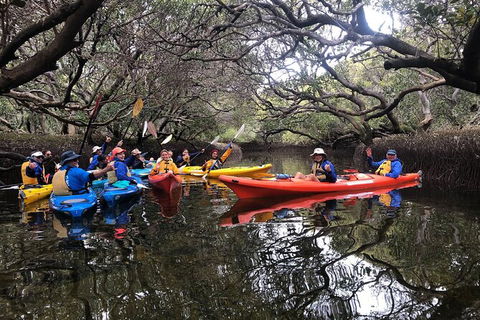 Adelaide Dolphin Sanctuary And Ships Graveyard Kayak Tour - Lismore Accommodation 10