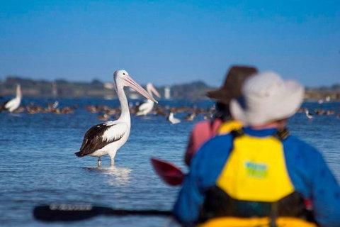 Half-Day Kayaking Tour In Coorong National Park - Lismore Accommodation 1