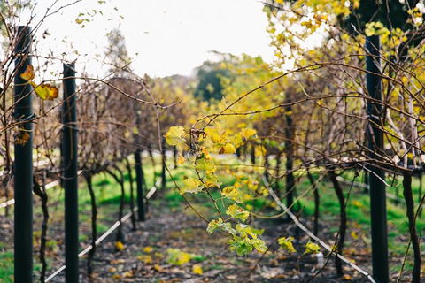 Australian Wine Discovery Tour Ticket - Lismore Accommodation 4