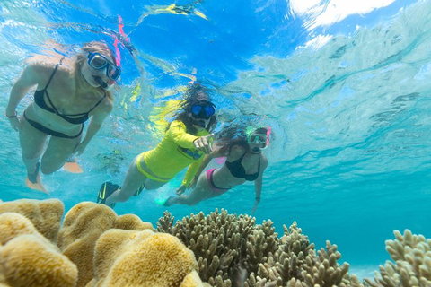 Ocean Safari Great Barrier Reef Experience In Cape Tribulation - Lismore Accommodation 4