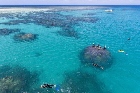 Ocean Safari Great Barrier Reef Experience In Cape Tribulation - Lismore Accommodation 12