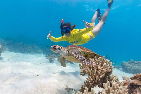 Ocean Safari Great Barrier Reef Experience In Cape Tribulation - Lismore Accommodation 13