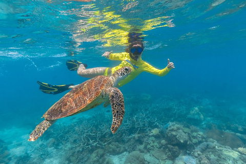 Ocean Safari Great Barrier Reef Experience In Cape Tribulation - Lismore Accommodation 14