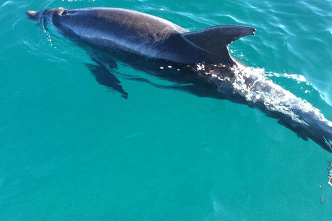 1770 Coastline Tour By LARC Amphibious Vehicle Including Picnic Lunch - Lismore Accommodation 4