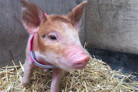 Half Day Animal Tour - Lismore Accommodation 1