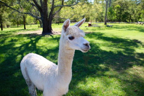 Half Day Animal Tour - Lismore Accommodation 0