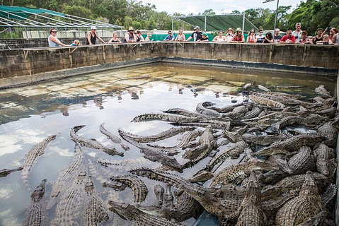 Hartley\'s Crocodile Adventures Day Trip From Palm Cove - Lismore Accommodation 7