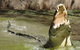 Hartley\'s Crocodile Adventures Day Trip From Palm Cove - thumb 4