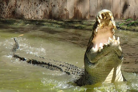 Hartley\'s Crocodile Adventures Day Trip From Palm Cove - Lismore Accommodation 4