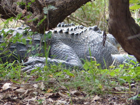 Kakadu, Nourlangie And Yellow Waters Tour From Darwin - Lismore Accommodation 13