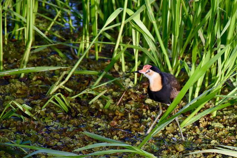 LITCHFIELD GRANDEUR AND WWII DISCOVERY - Lismore Accommodation 1