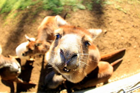 All-Inclusive Blue Mountains Day Trip With River Cruise - Lismore Accommodation 1