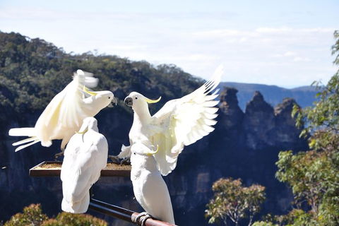 All-Inclusive Blue Mountains Tour In A Luxury Mercedes Sprinter - Lismore Accommodation 4
