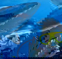 Shark Dive Xtreme at SEA LIFE Sydney Aquarium - Lismore Accommodation