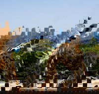 Sydney Taronga Zoo General Entry Ticket - Lismore Accommodation