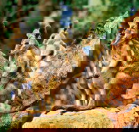 Sydney Harbour Hop On Hop Off Cruise with Taronga Zoo entry - Lismore Accommodation