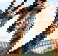 Sydney Harbour Ferry with Taronga Zoo Entry Ticket - Lismore Accommodation