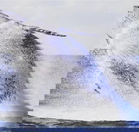 Whale Watching Sailing Experience in Sydney - Lismore Accommodation