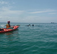 Kayaking with Dolphins in Byron Bay Guided Tour - Lismore Accommodation