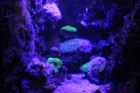 SEA LIFE Sydney Aquarium Entrance Ticket - Lismore Accommodation 8