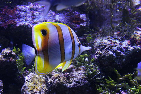 SEA LIFE Sydney Aquarium Entrance Ticket - Lismore Accommodation 7